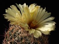 Thumbnail of 0166_Coryphantha cornifera_20130905_01(1).JPG